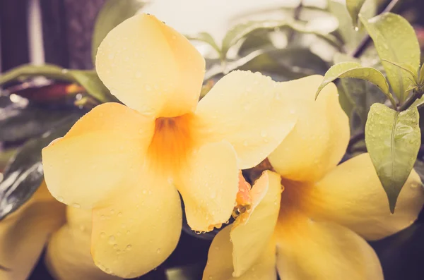 Pospolity kwiat lub allamanda złota trąbka — Zdjęcie stockowe