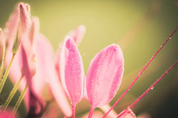 Cleome hassleriana oder spinnenblume oder spinnenpflanze — Stockfoto