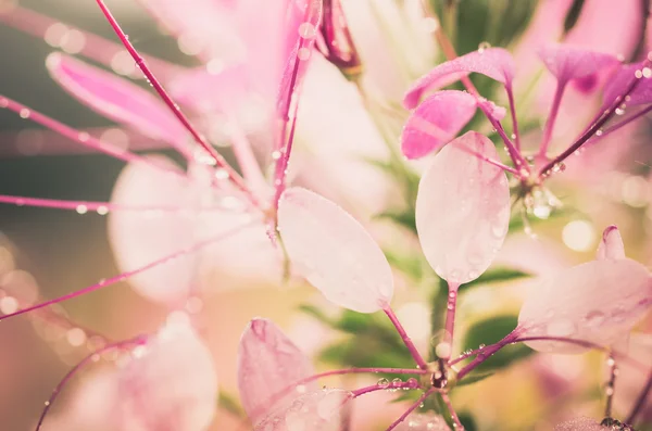 Cleome hassleriana o fiore di ragno o pianta di ragno — Foto Stock