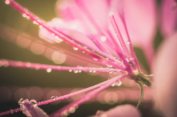 Клеома Хасслериана или цветок паука или паучье растение — стоковое фото
