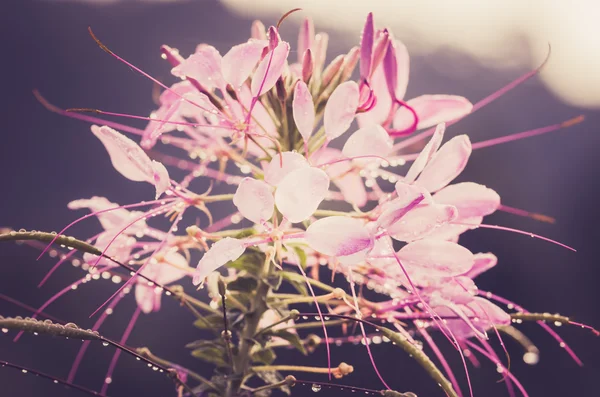 Cleome hassleriana nebo květina spider nebo Zelenec — Stock fotografie