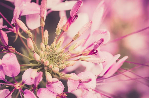 Cleome hassleriana lub kwiat pająka lub roślina pająk — Zdjęcie stockowe