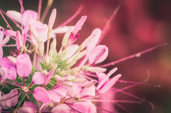 Cleome hassleriana of de spider bloem of de spin plant — Stockfoto