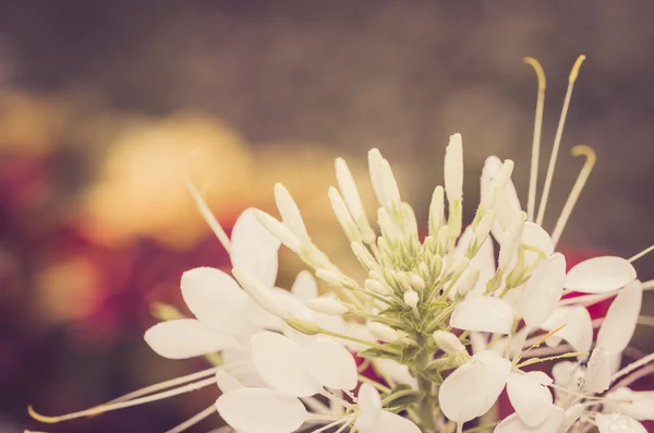 Cleome hassleriana, örümcek çiçek ya da örümcek bitki — Stok fotoğraf