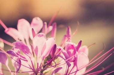 cleome hassleriana, örümcek çiçek ya da örümcek bitki
