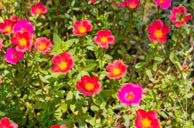 Ortak Semizotu veya Verdolaga veya Pigweed veya küçük Hogweed veya irin