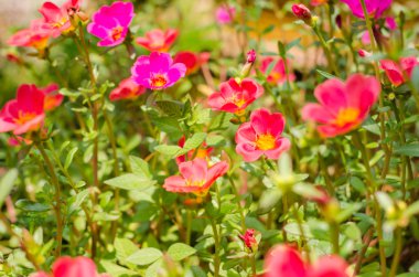 Ortak Semizotu veya Verdolaga veya Pigweed veya küçük Hogweed veya irin