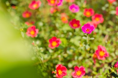 Ortak Semizotu veya Verdolaga veya Pigweed veya küçük Hogweed veya irin