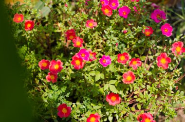 Ortak Semizotu veya Verdolaga veya Pigweed veya küçük Hogweed veya irin