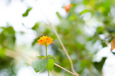 Lantana, yaban adaçayı ya da altın bez