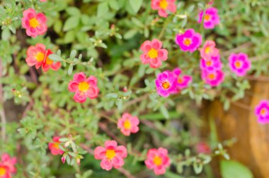 Ortak Semizotu veya Verdolaga veya Pigweed veya küçük Hogweed veya irin