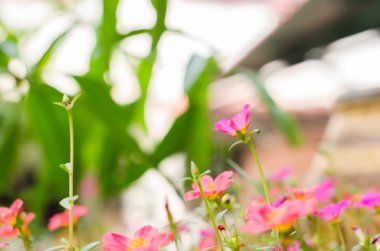 Ortak Semizotu veya Verdolaga veya Pigweed veya küçük Hogweed veya irin