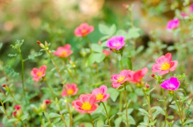 Ortak Semizotu veya Verdolaga veya Pigweed veya küçük Hogweed veya irin