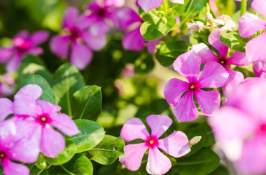 catharanthus çevresi ya da deniz salyangozu