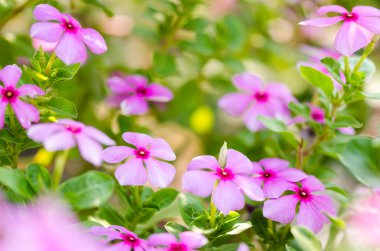 catharanthus çevresi ya da deniz salyangozu