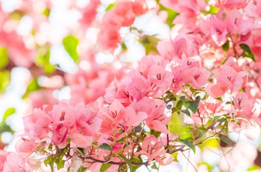 Kağıt çiçekler ya da Begonvil