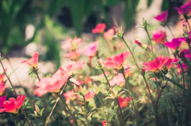Ortak Semizotu veya Verdolaga veya Pigweed veya küçük Hogweed veya irin