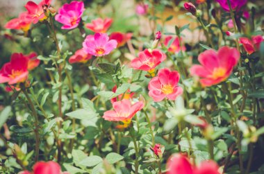 Ortak Semizotu veya Verdolaga veya Pigweed veya küçük Hogweed veya irin