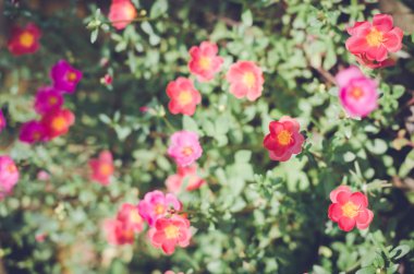 Ortak Semizotu veya Verdolaga veya Pigweed veya küçük Hogweed veya irin