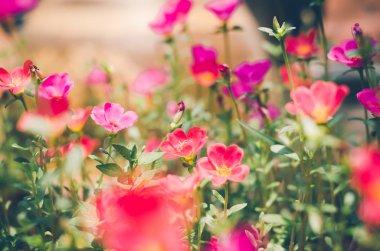 Ortak Semizotu veya Verdolaga veya Pigweed veya küçük Hogweed veya irin