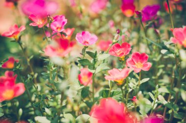 Ortak Semizotu veya Verdolaga veya Pigweed veya küçük Hogweed veya irin