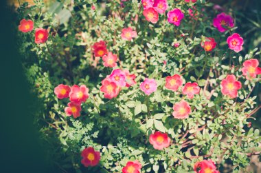 Ortak Semizotu veya Verdolaga veya Pigweed veya küçük Hogweed veya irin