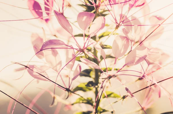 Cleome hassleriana or spider flower or spider plant