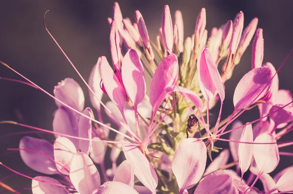 Cleome hassleriana oder spinnenblume oder spinnenpflanze — Stockfoto