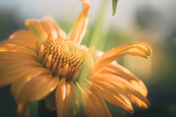 Tree marigold or Mexican tournesol or Mexican sunflower or Japan — Stock Photo, Image