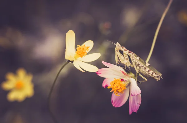 Cosmos sulphureus flower and mantis — Stock Photo, Image