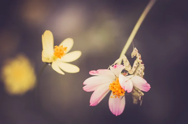 Fiore e mantide del Cosmo sulfureo — Foto Stock