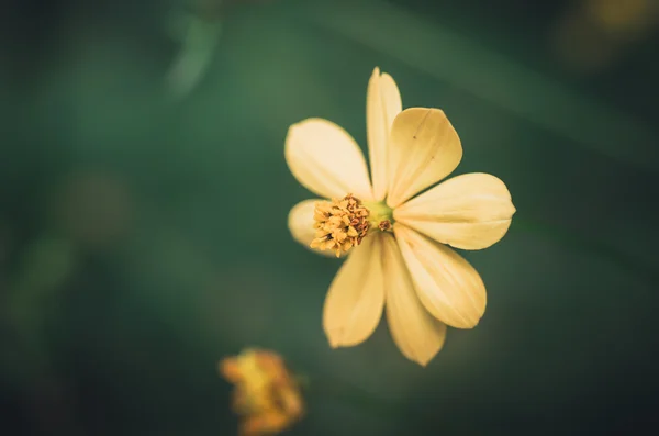 Cosmos sulphureus kwiat — 스톡 사진