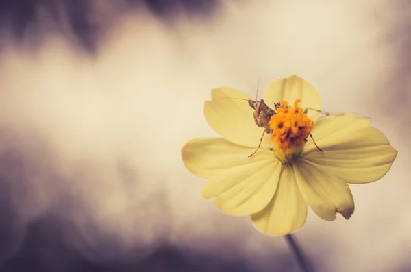 Cosmos sulphureus květ — Stock fotografie