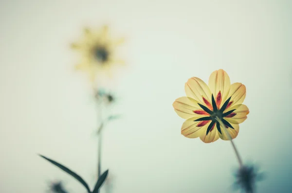 Cosmos sulphureus květ — Stock fotografie