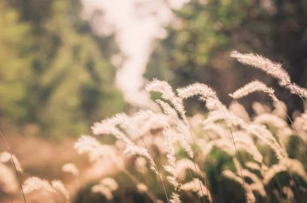 花植物のヴィンテージ — Stockfoto