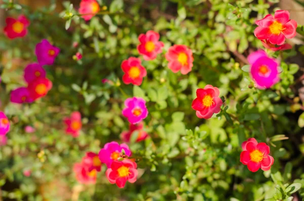 Purslane ou verdolaga ou asclépiade ou petite herbe à poux ou Pus — Photo