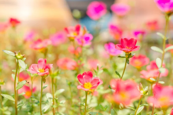 Purslane común o Verdolaga o Pigweed o Little Hogweed o Pus — Foto de Stock