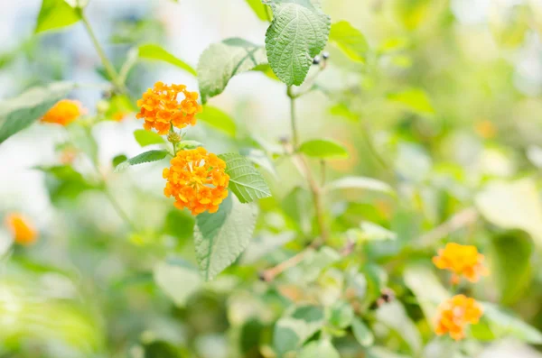 Lantana o Salvia selvatica o Panno d'oro — Foto Stock