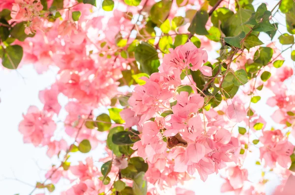 Flores de papel o buganvilla —  Fotos de Stock