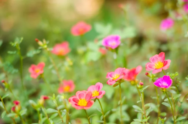 Purslane común o Verdolaga o Pigweed o Little Hogweed o Pus —  Fotos de Stock