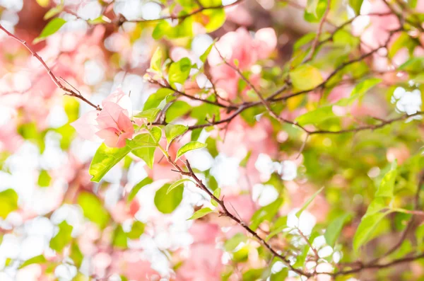 紙の花やブーゲンビリア — ストック写真