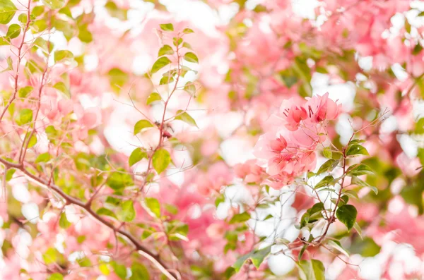 Papper blommor eller bougainvillea — Stockfoto