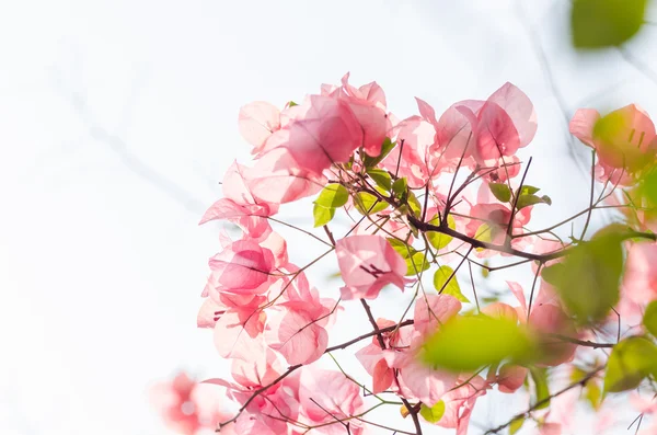 Papierblumen oder Bougainvillea — Stockfoto