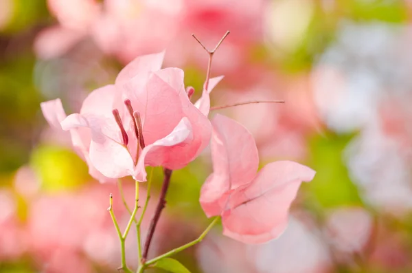 Flores de papel o buganvilla — Foto de Stock