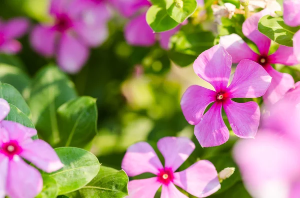 Catharanthus roseus ou Periwinkle — Fotografia de Stock