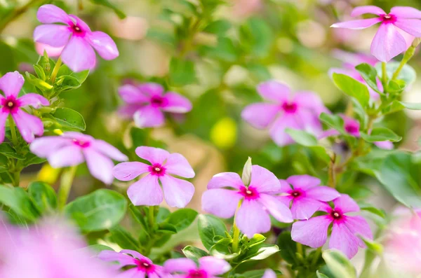 catharanthus çevresi ya da deniz salyangozu