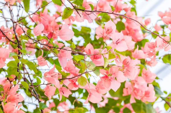 Papierblumen oder Bougainvillea — Stockfoto