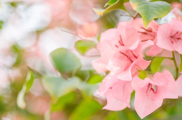 Paper flowers or Bougainvillea — Stock Photo, Image