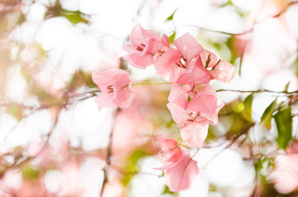 紙の花やブーゲンビリア — ストック写真