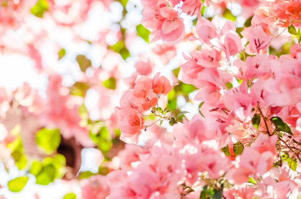 Flores de papel o buganvilla —  Fotos de Stock